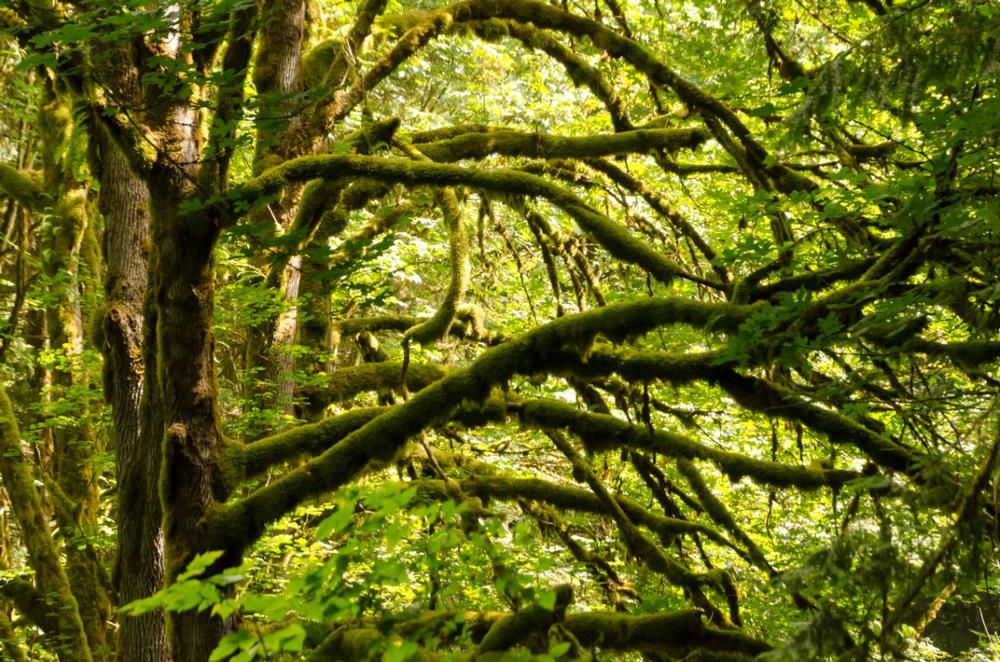 Explore Forest Trails and Meadows at Evans Creek Preserve