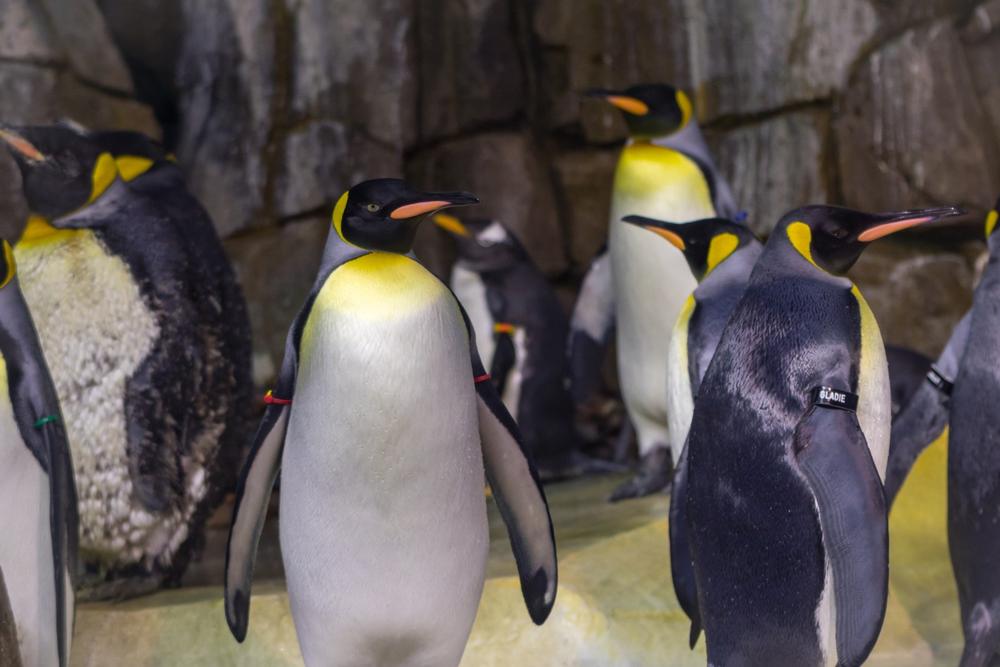 Explore Wild Wonders from Savanna to Sea at the Kansas City Zoo