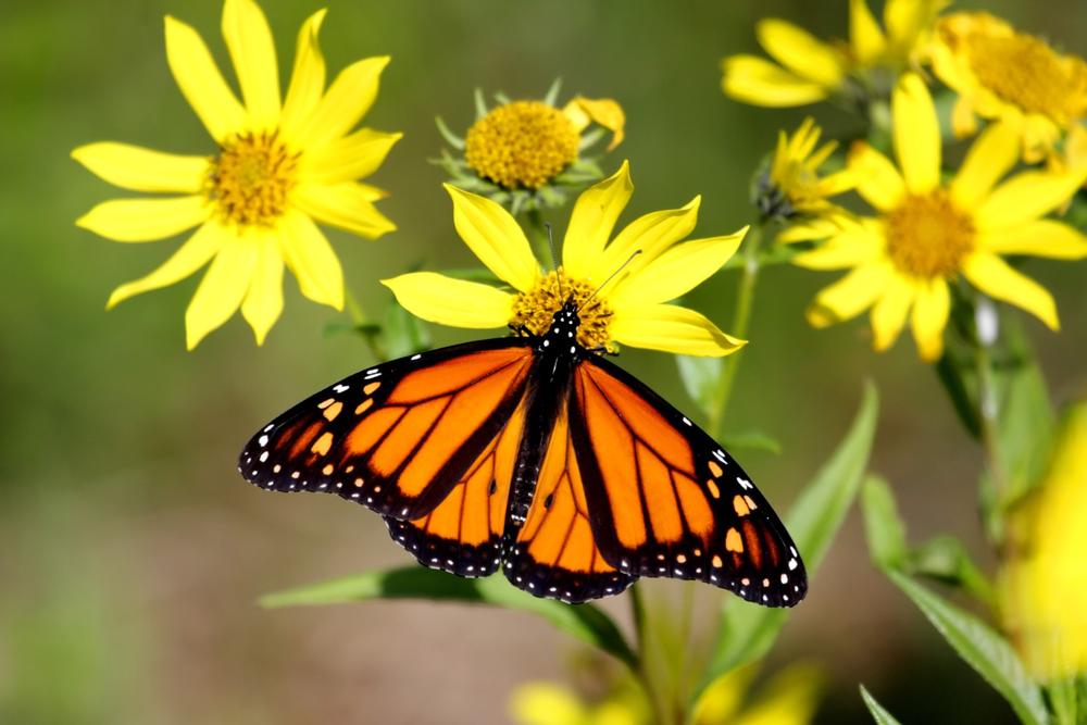 Go hiking on nature trails or explore interactive educational exhibits.