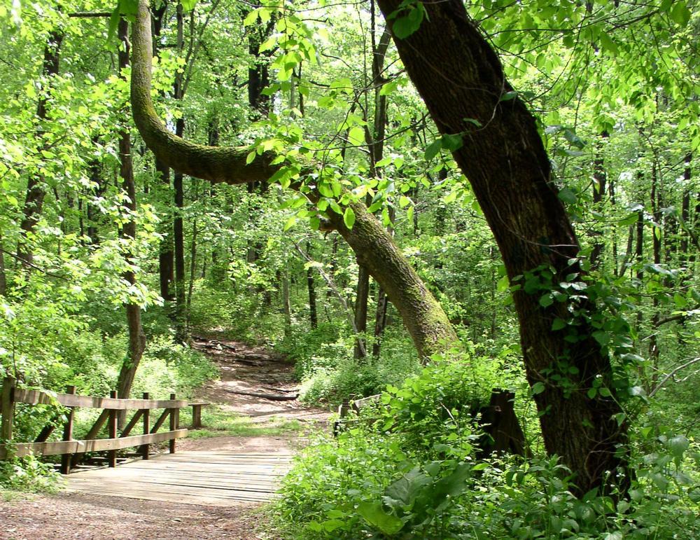 Go for a walk in Trailside Nature and Science Center