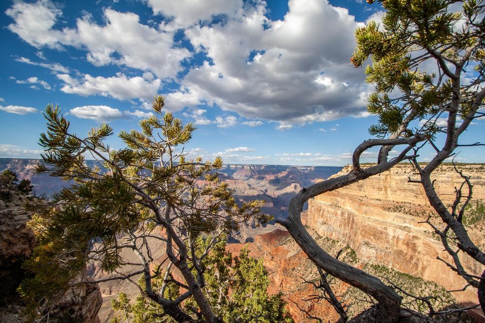 Get Oriented at the Williams and Forest Service Visitor Center
