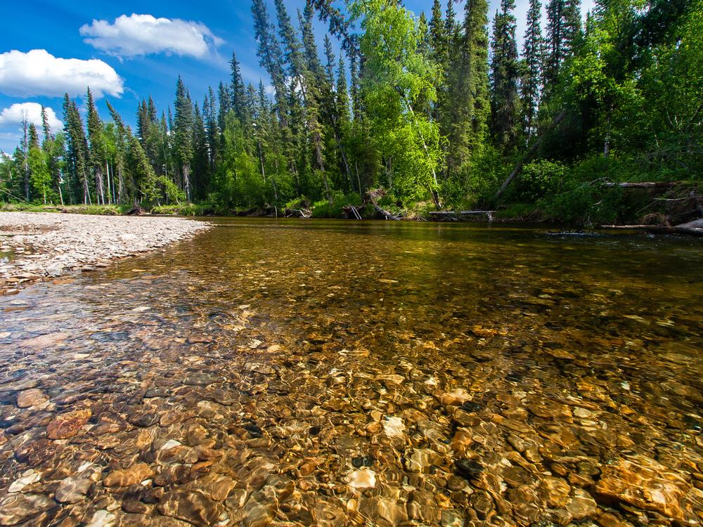 Hike, Fish, and Explore at Chena River State Recreation Area