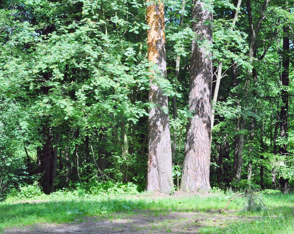 Hike and Camp Under the Stars at Myles Standish State Forest