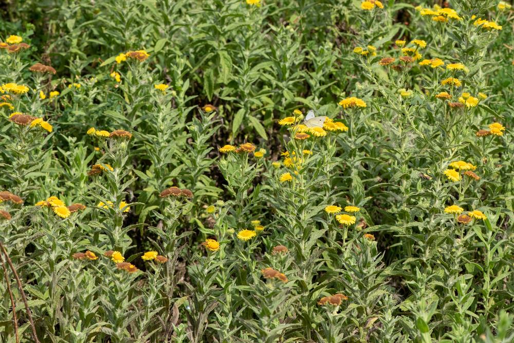 Hike and Picnic Among Oaks at Camarillo Grove Park