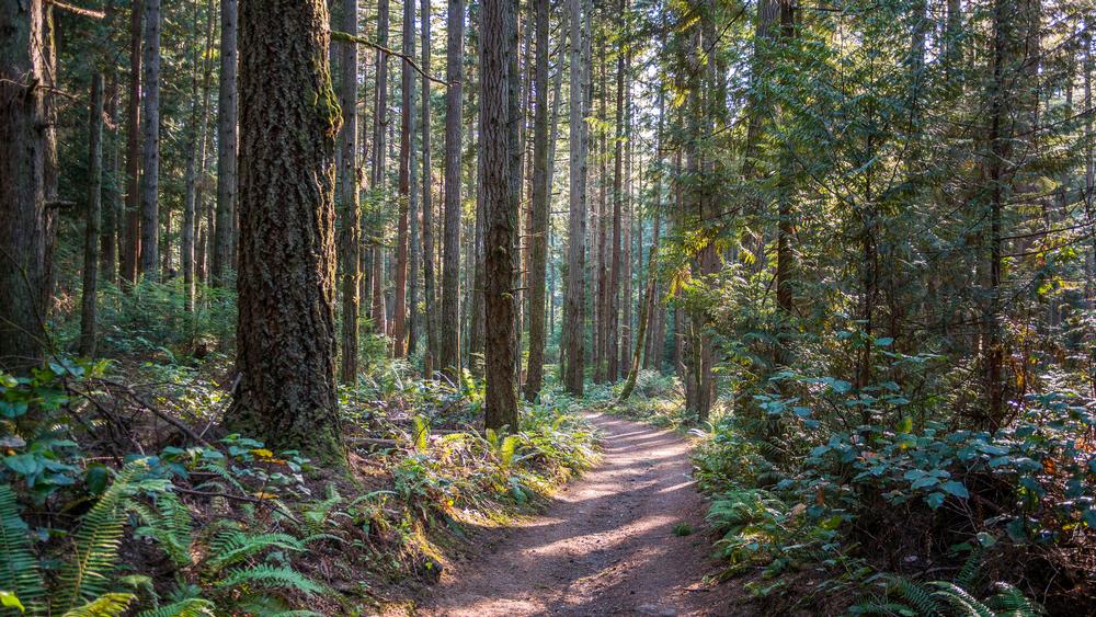 Hike Forest Trails and Catch City Views at Sehome Hill Arboretum
