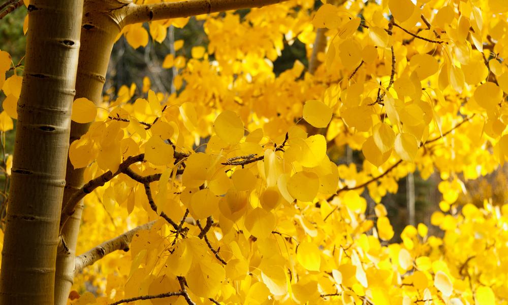 Hike forested trails and admire mountain views on a peaceful fall escape.
