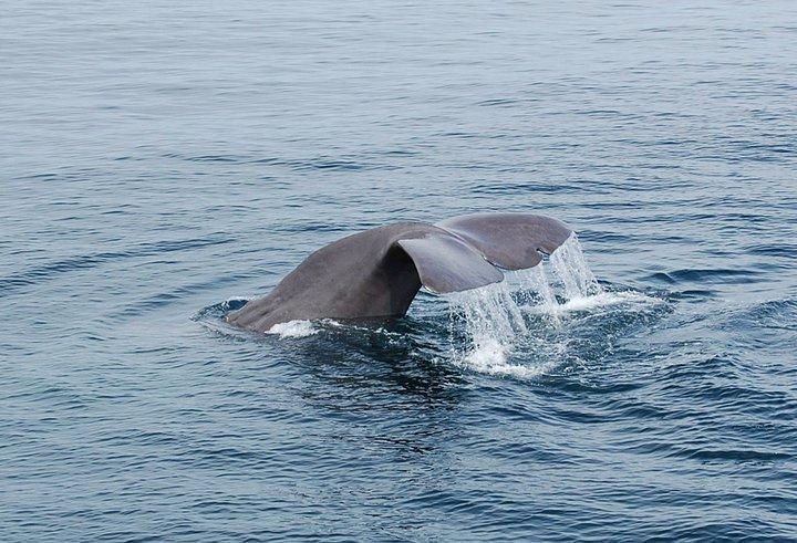 Experience exciting marine life sightings on an unforgettable summer trip.