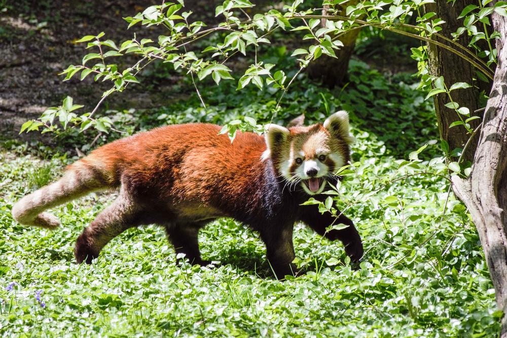If You Crave Wildlife Adventures, Visit the Cincinnati Zoo & Botanical Garden