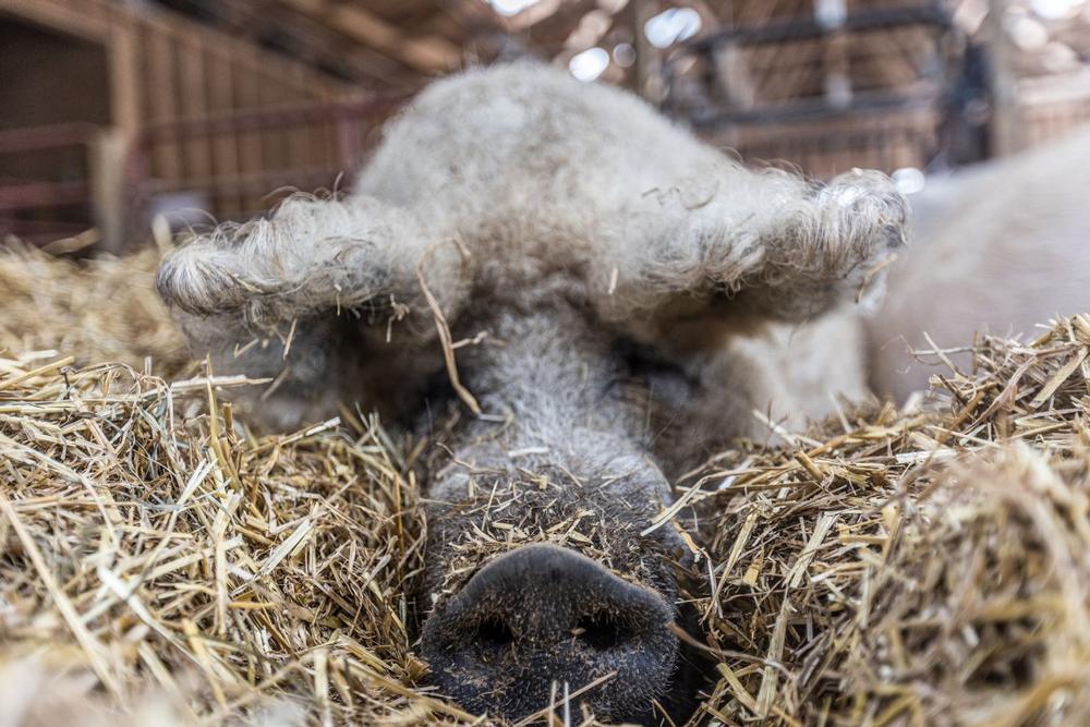 If You Love Animal Rescues, Visit and Meet the Residents at Barn Sanctuary