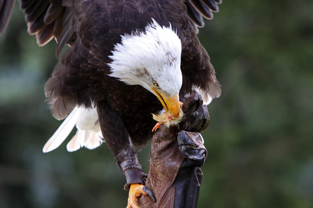 If You Love Birds of Prey, Watch Flight Demonstrations at the Southeastern Raptor Center