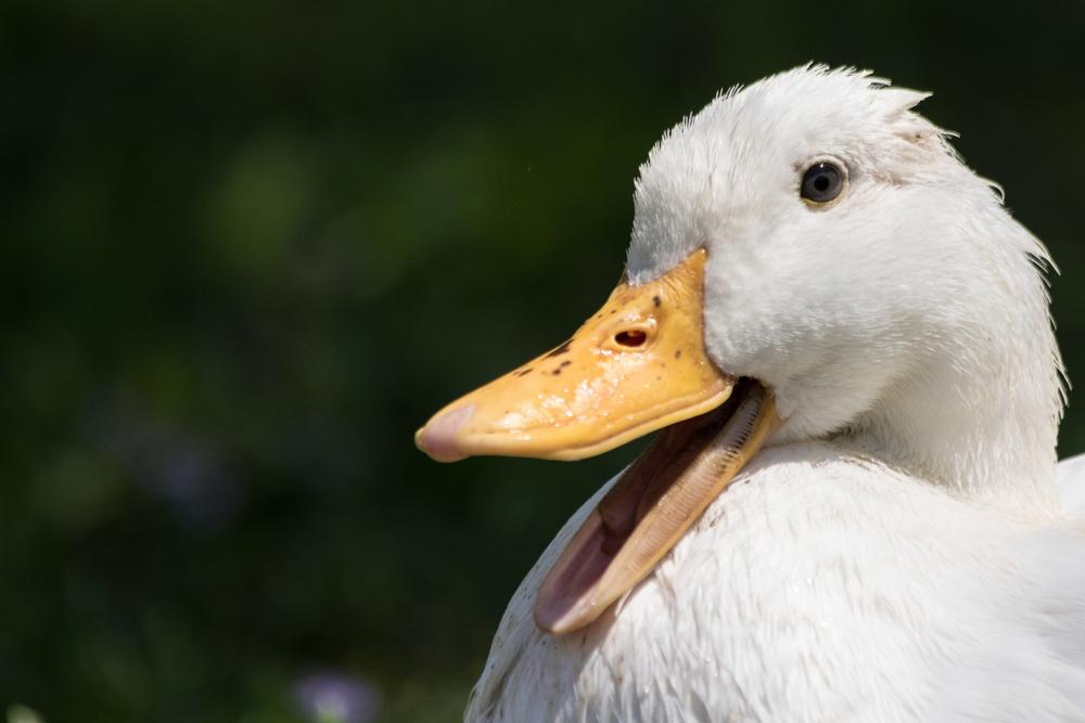 If You’re a Bird Lover, Discover Rare Species at Livingston Ripley Waterfowl Conservancy