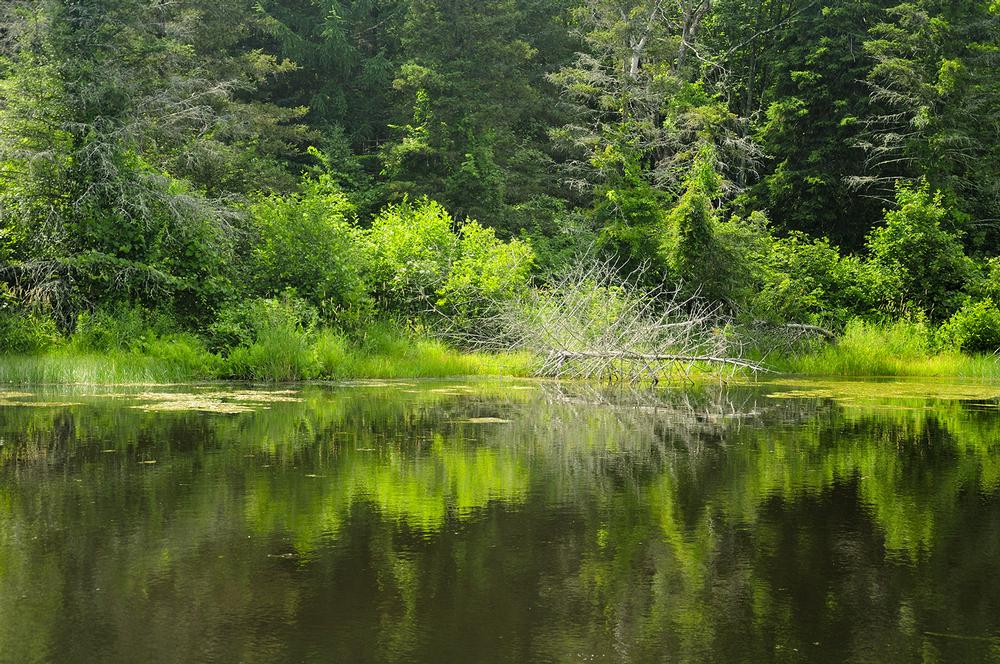 If You’re Seeking a Scenic Walk or Fall Foliage, Visit Topsmead State Forest