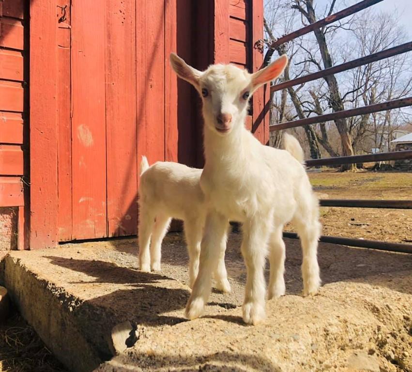 Interact with animals at Clover Brooke Farm