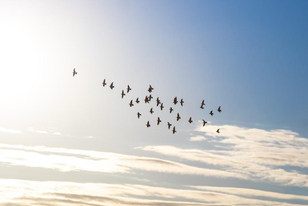 Marvel at Nature in Wolf Island National Wildlife Refuge