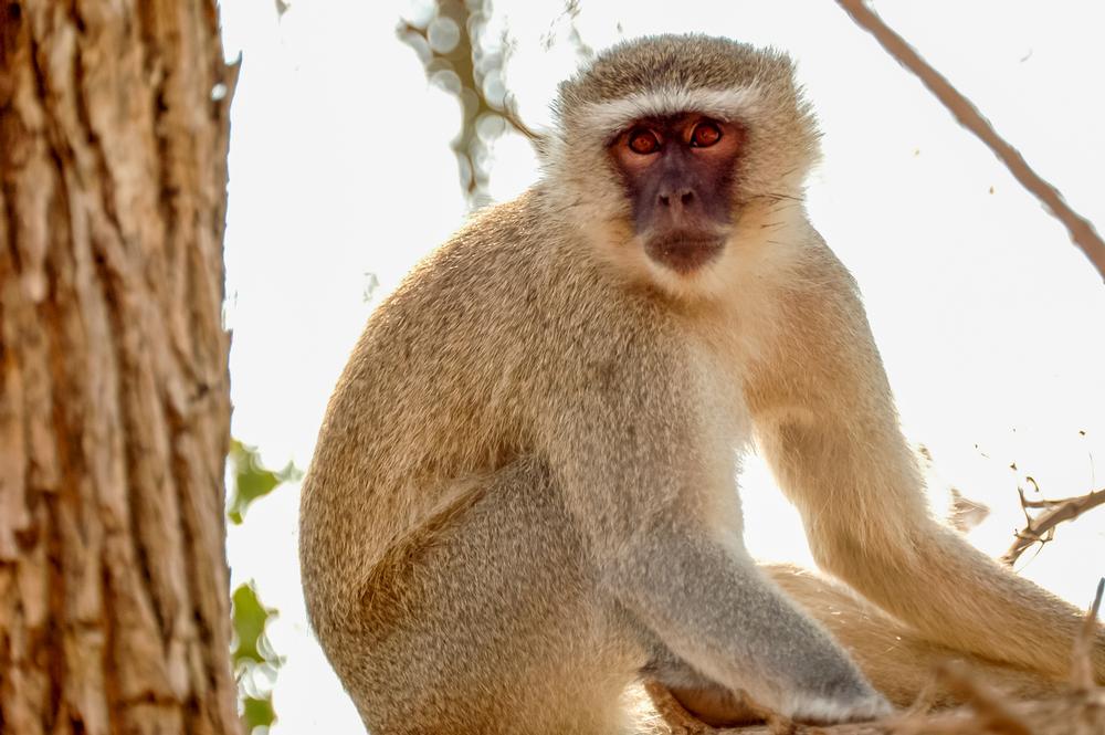 Take the kids to the Barbados Wildlife Reserve