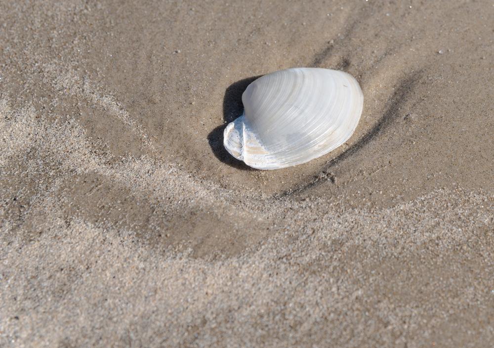Take a day trip to Mustang Island