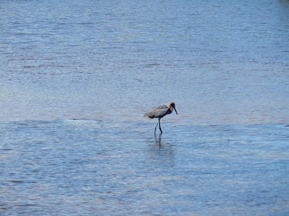 Spot Rare Wildlife at Saint Vincent National Wildlife Refuge