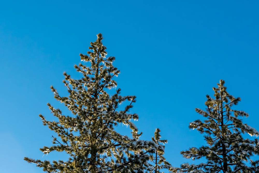 Trek the Classic Pine Knot Trail