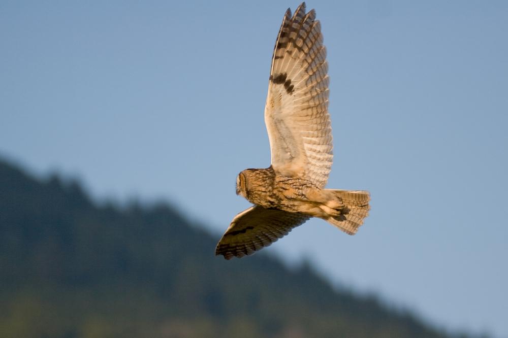Birdwatch and Stroll Along the Bird Walk Coastal Access Trail