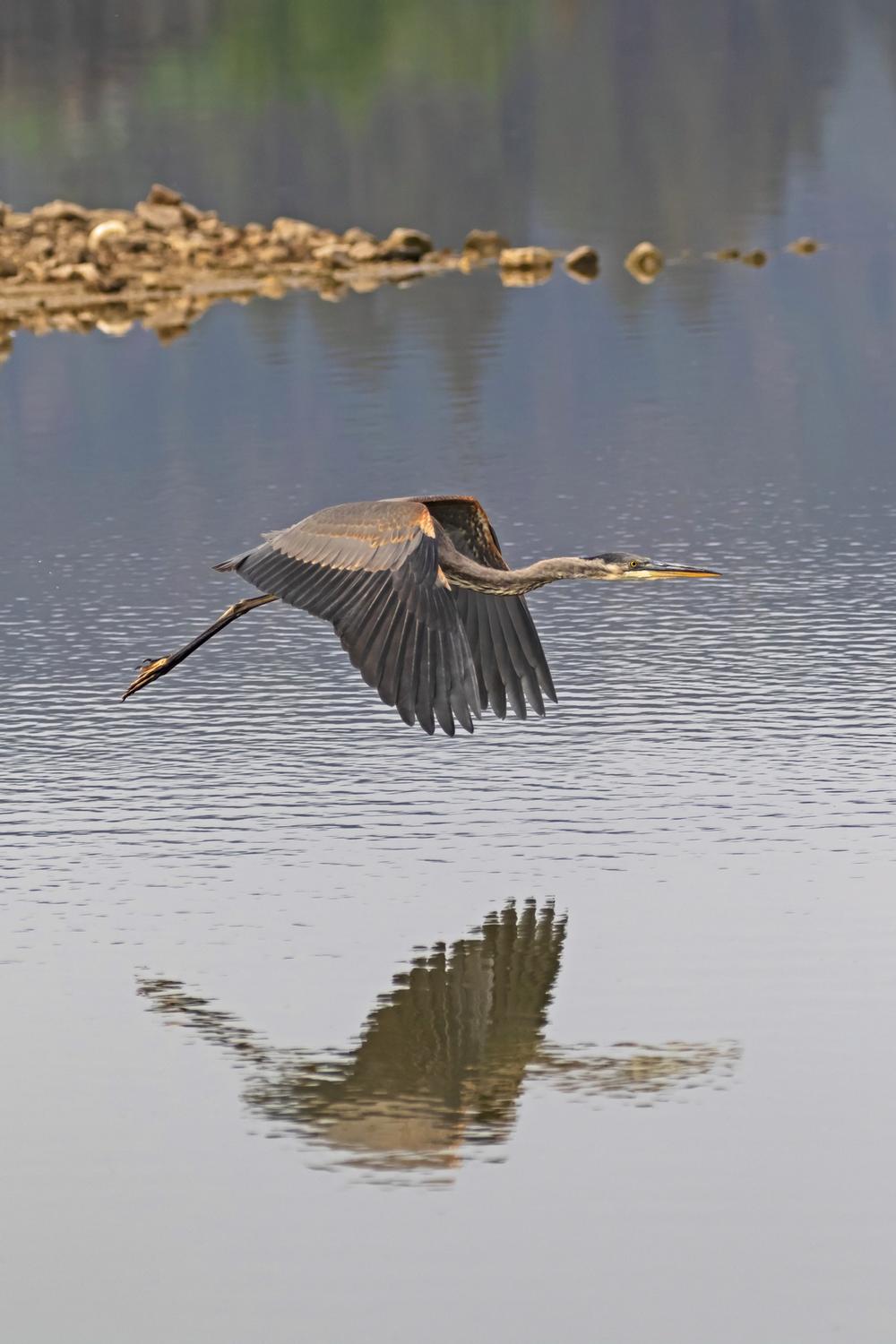Birdwatch and Unwind at Stanfield Marsh Wildlife Preserve