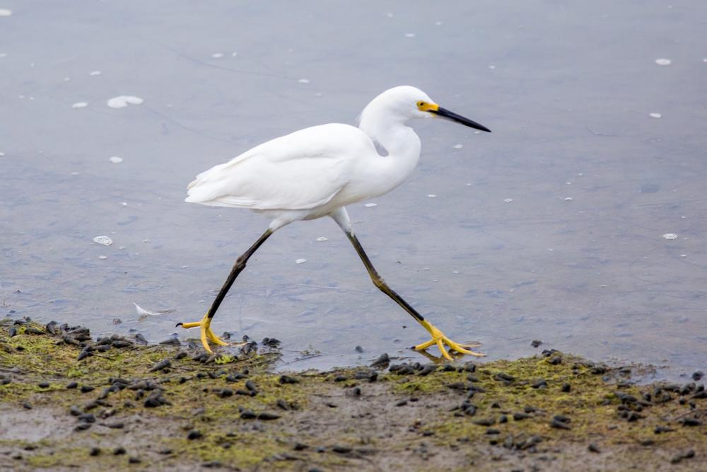 Walk through coastal wetlands or go birdwatching in a peaceful setting.