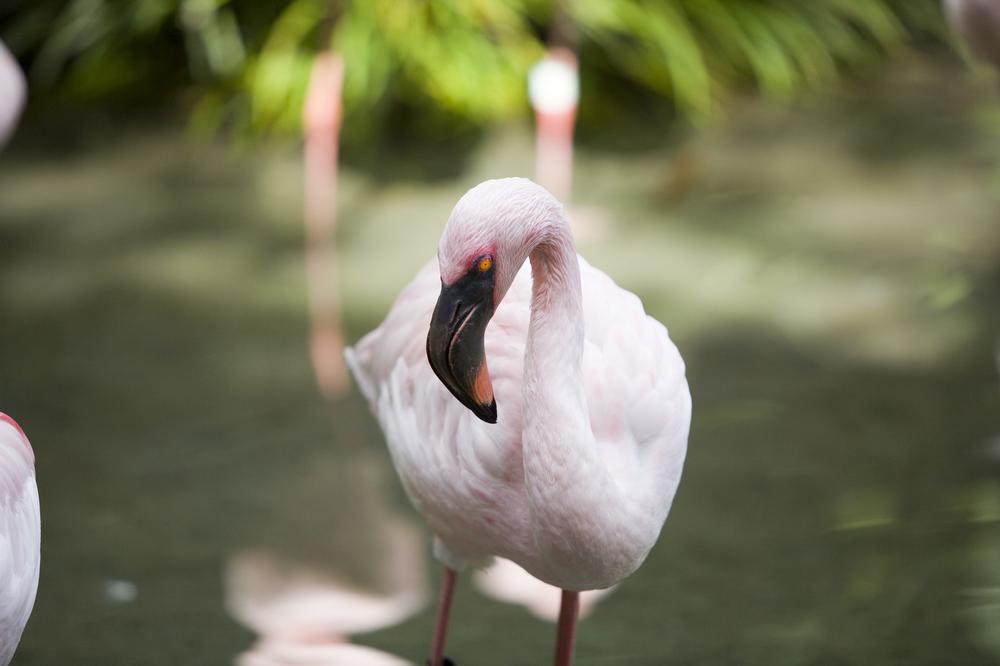 Chill with Flamingos at This Serene Strip Oasis