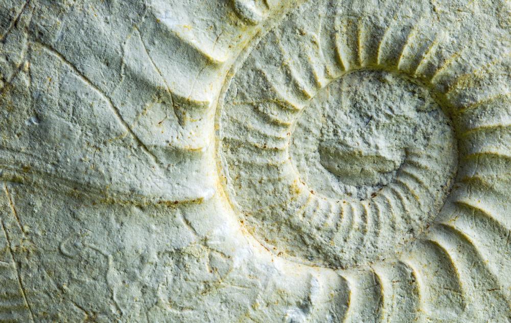 Dig into the Past at Naco Paleo Site