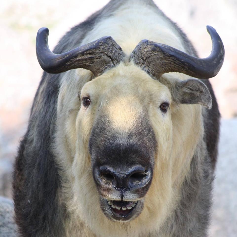 Walk through engaging animal exhibits or see rare cold-climate species up close.