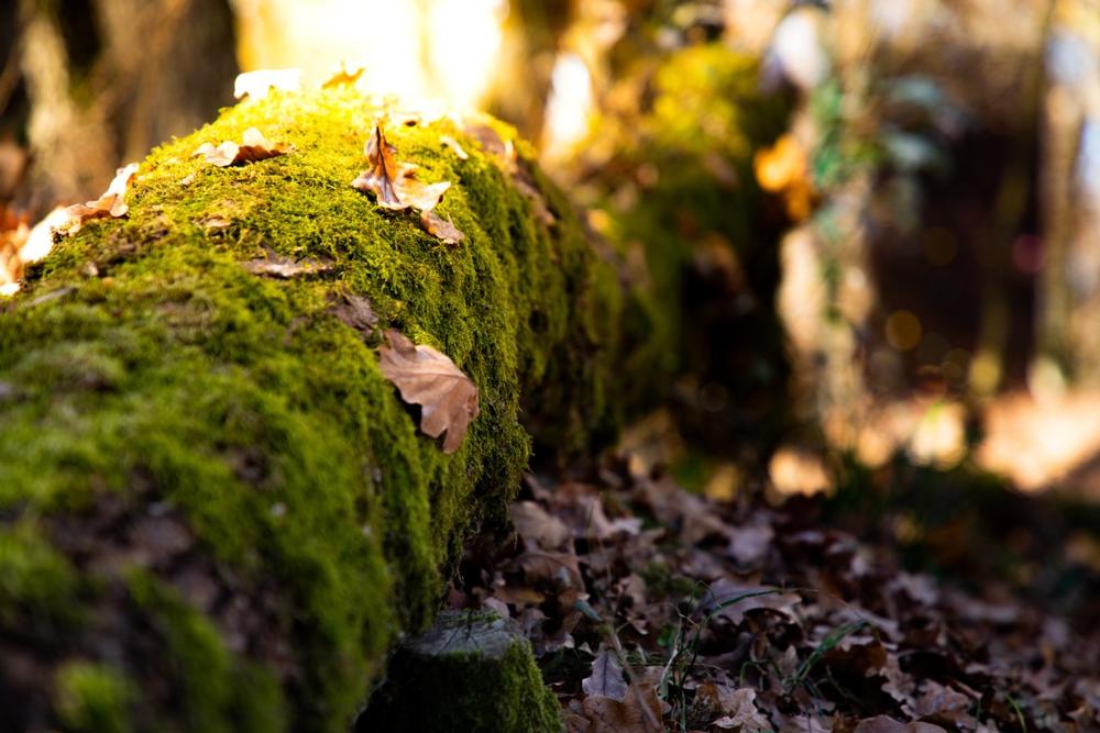 Enjoy Scenic Trails at Chip Ross Natural Area