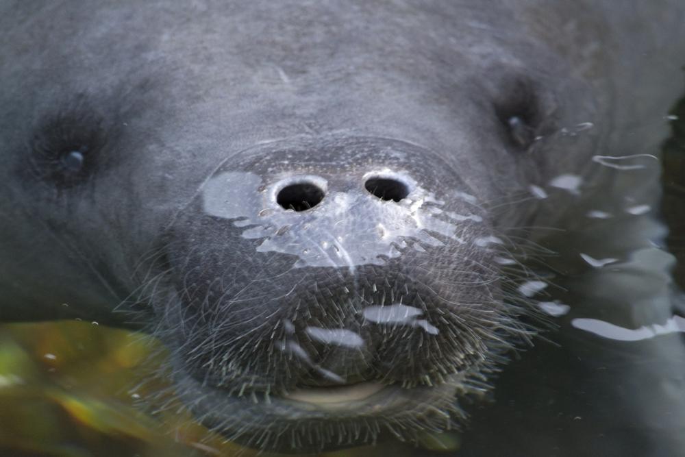 Look at manatees and explore coastal habitats during a peaceful winter visit.
