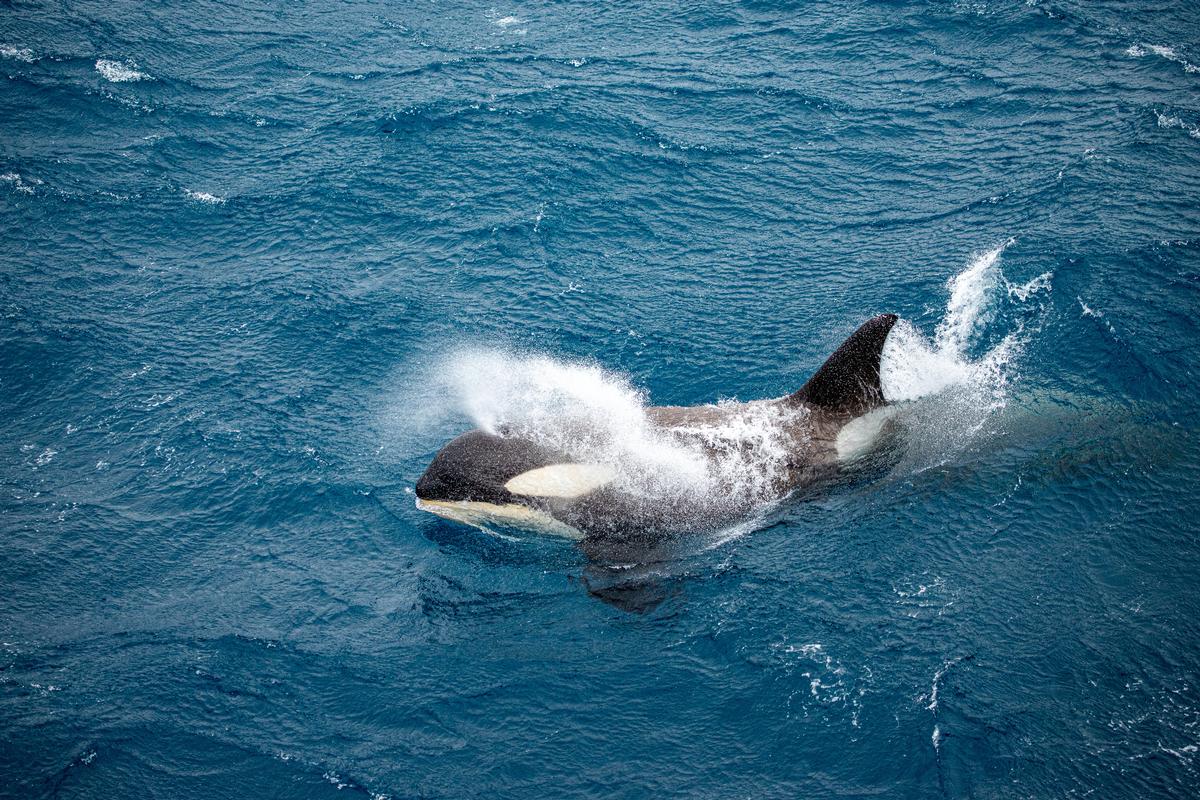Get tickets for Maya's Legacy Whale Watching