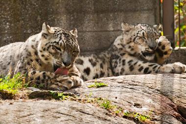 Helsinki Zoo