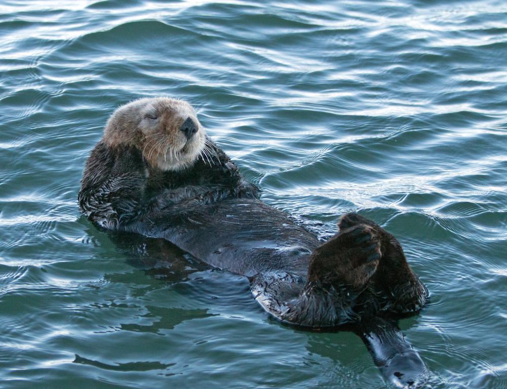 If Playful Sea Otters Make You Smile, Watch Them at Morro Bay’s T Pier