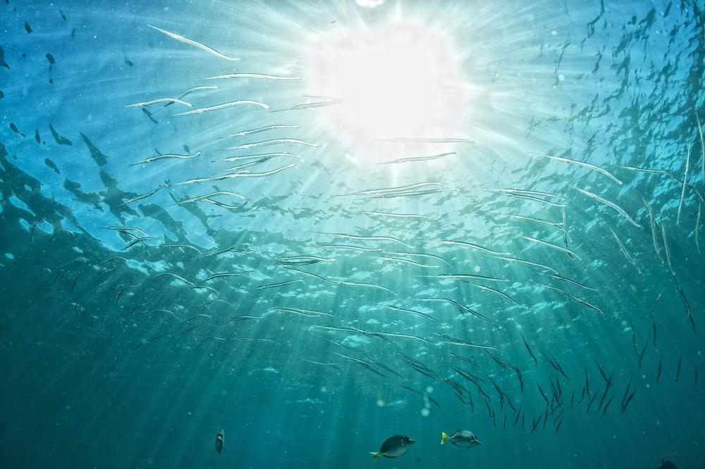 If You Love Crystal-Clear Waters, Swim at Coki Point