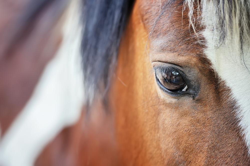 If You Love Scenic Rides, Saddle Up for a Beach Adventure with Back Country Horse Adventures