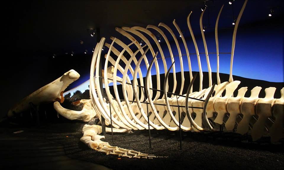 If You’re Fascinated by Marine Giants, Explore the Husavík Whale Museum