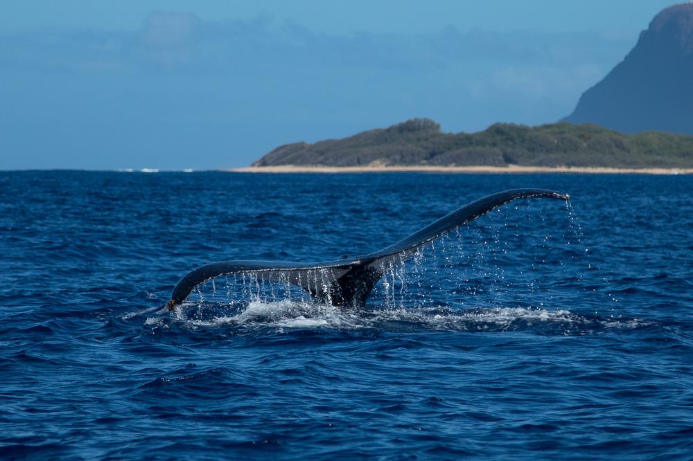 If You’re Visiting in Season, Don’t Miss a Whale Watching Tour