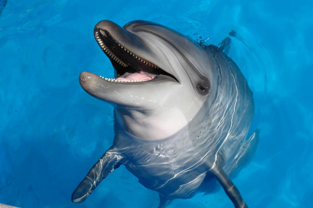Laugh, Learn, and Splash at Theater of the Sea