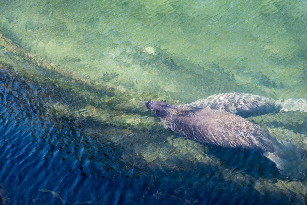 Manatee surfacing to breath seen from above the water, Blue Spring State Park, Florida