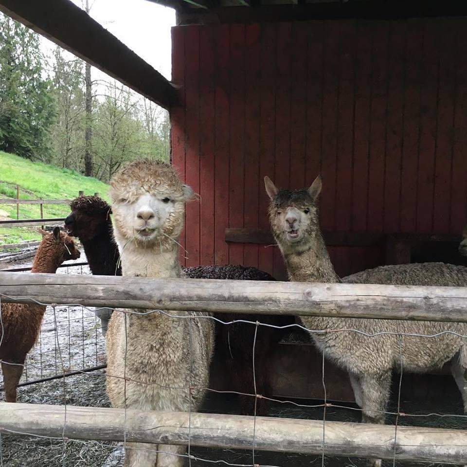 Meet Adorable Creatures at Alpacas from Mars