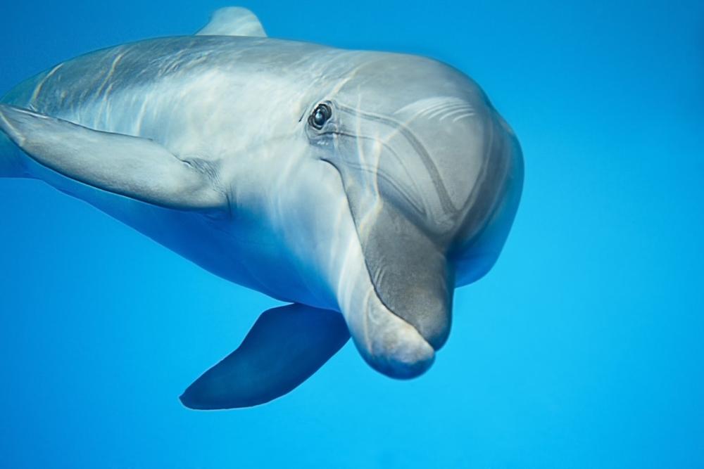 Meet Rescued Marine Animals and Explore Underwater Worlds at Clearwater Marine Aquarium