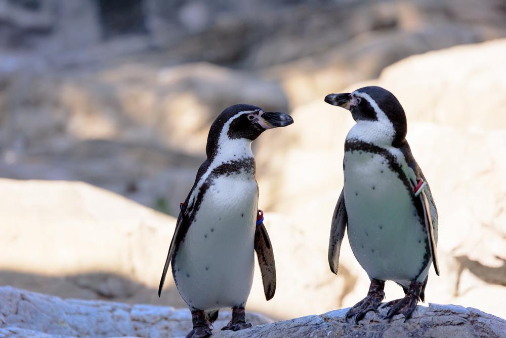 Meet the Wild Side at Ross Park Zoo
