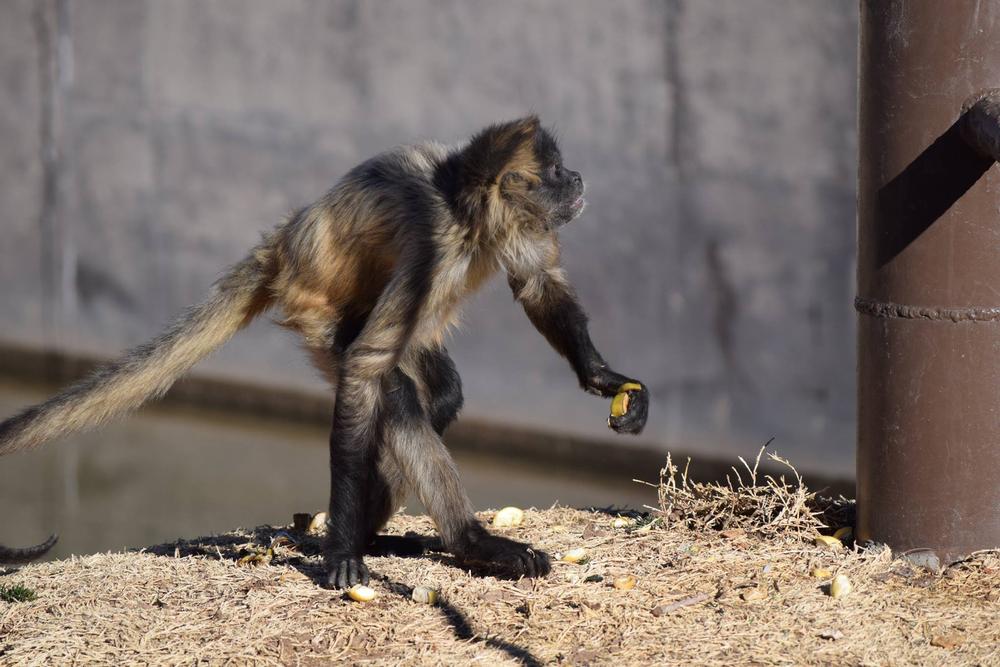 Meet Wild Friends at Amarillo Zoo