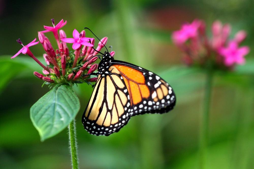 Reconnect with Nature at Audrey Carroll Audubon Sanctuary