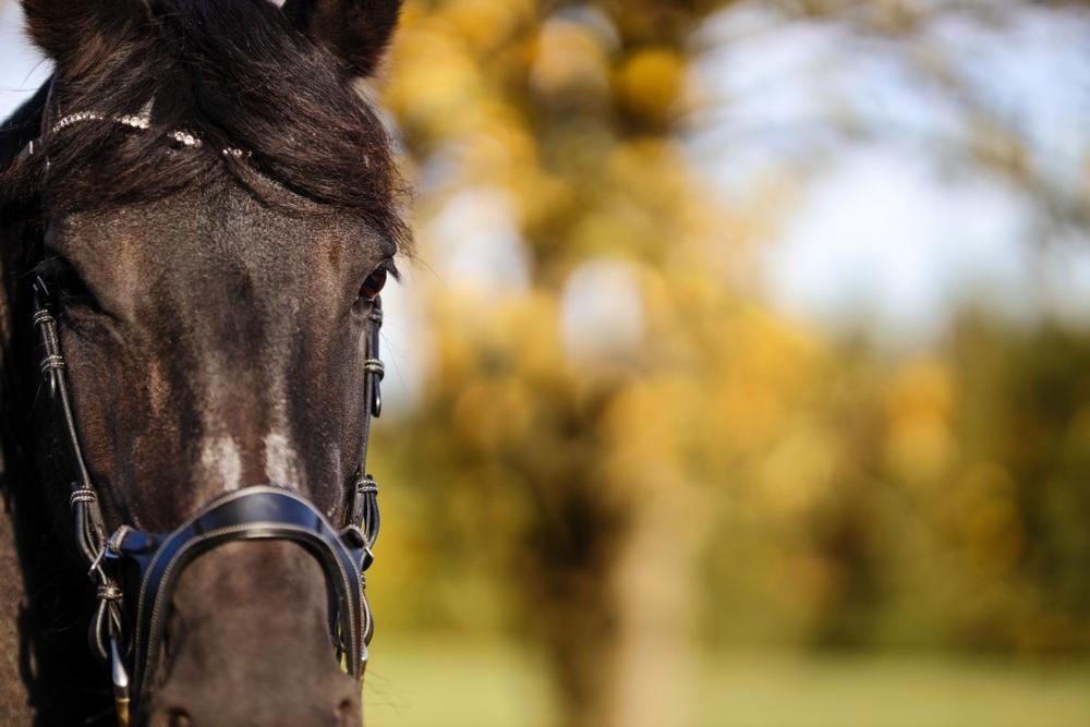 Saddle Up for Scenic Trails with Dan Patch Stables
