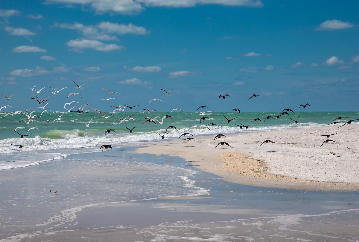 Sandy beach and birds