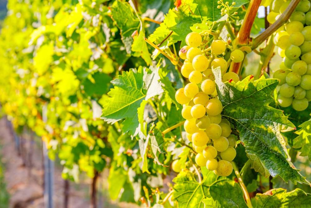 Savor Cool-Climate Wines at Fox Run Vineyards