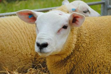 Sheep on Texel