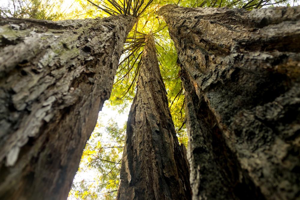 Stand in Awe Beneath the Majestic Mendocino Tree