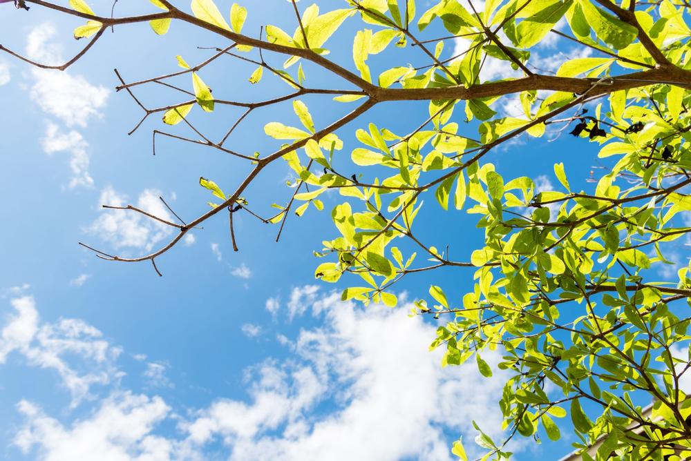 Stroll, Picnic, and Relax at Gulfstream Park
